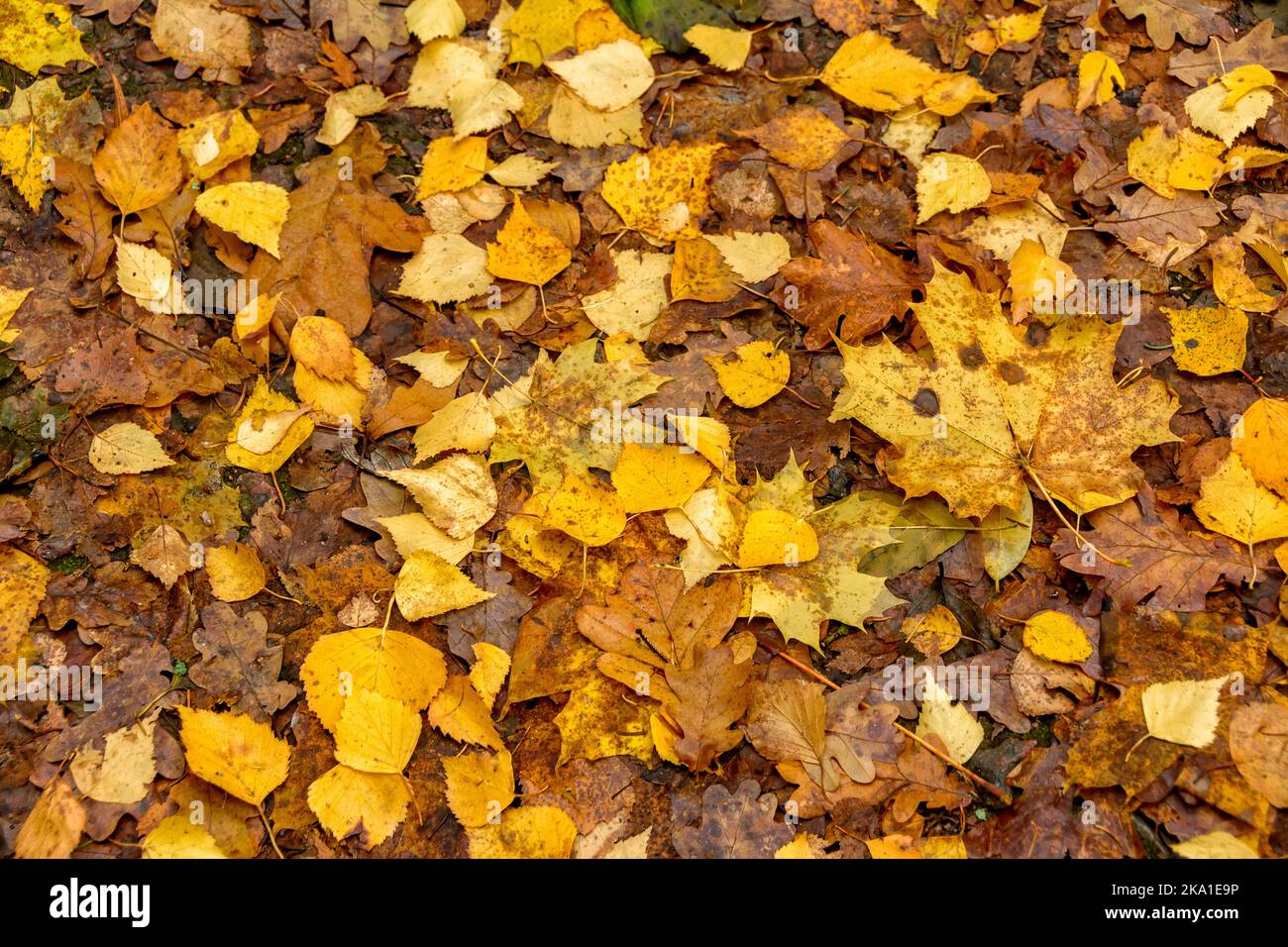 Red and gold carpet hi-res stock photography and images - Alamy