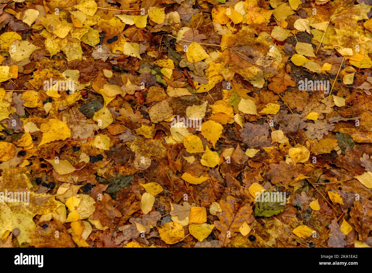 Leaf fall carpet leaves hi-res stock photography and images - Alamy