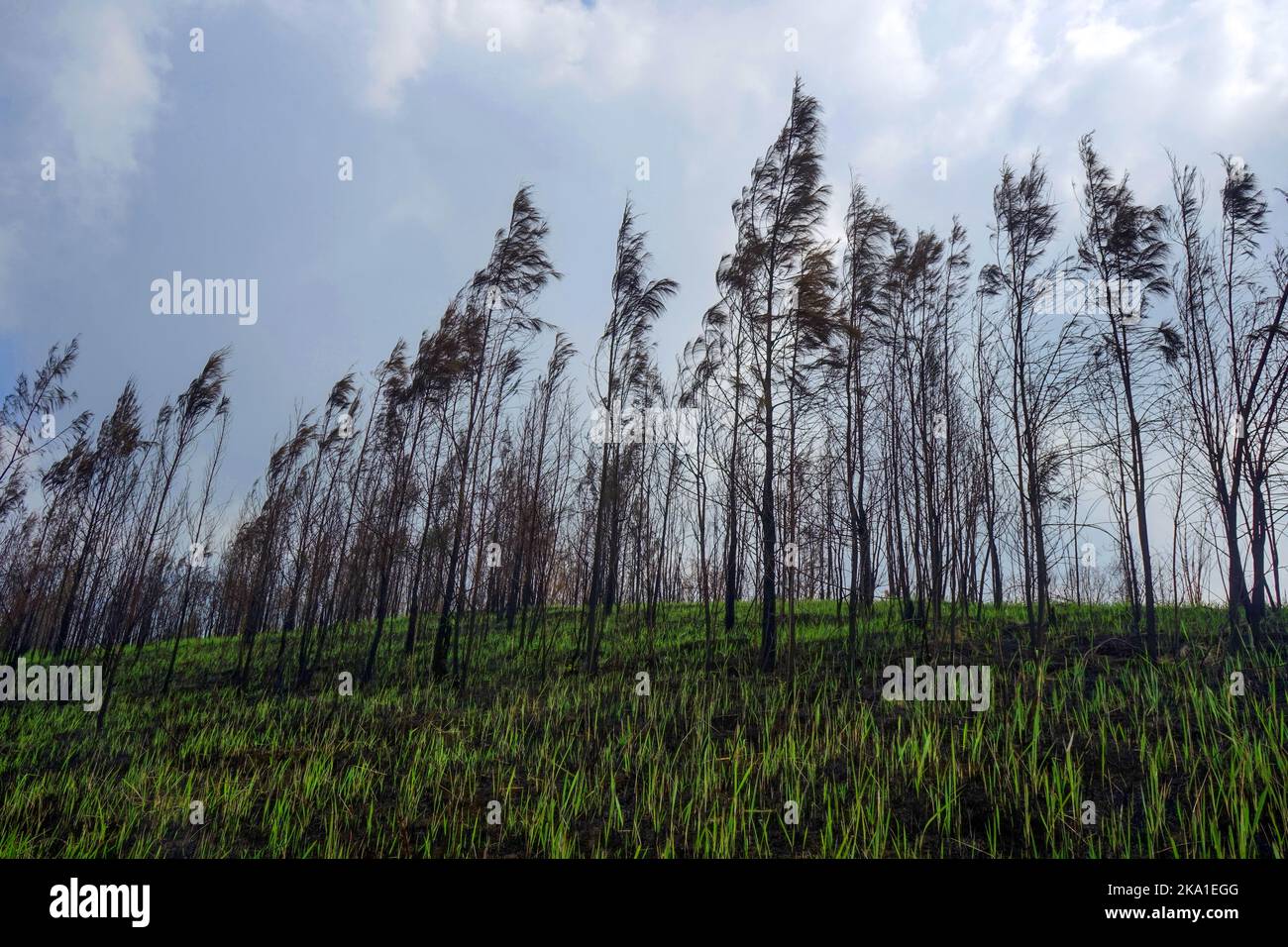 Spring background of trees on natural forest in Indonesia Stock Photo