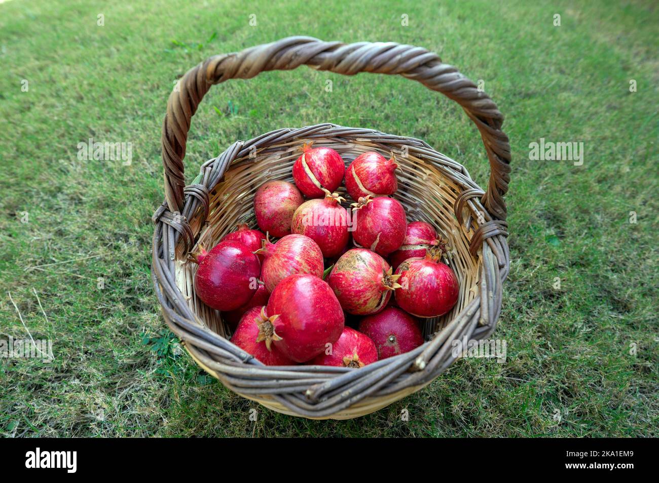 Basket full of pomagrenates, Punica granatum, Izmir Turkey Stock Photo