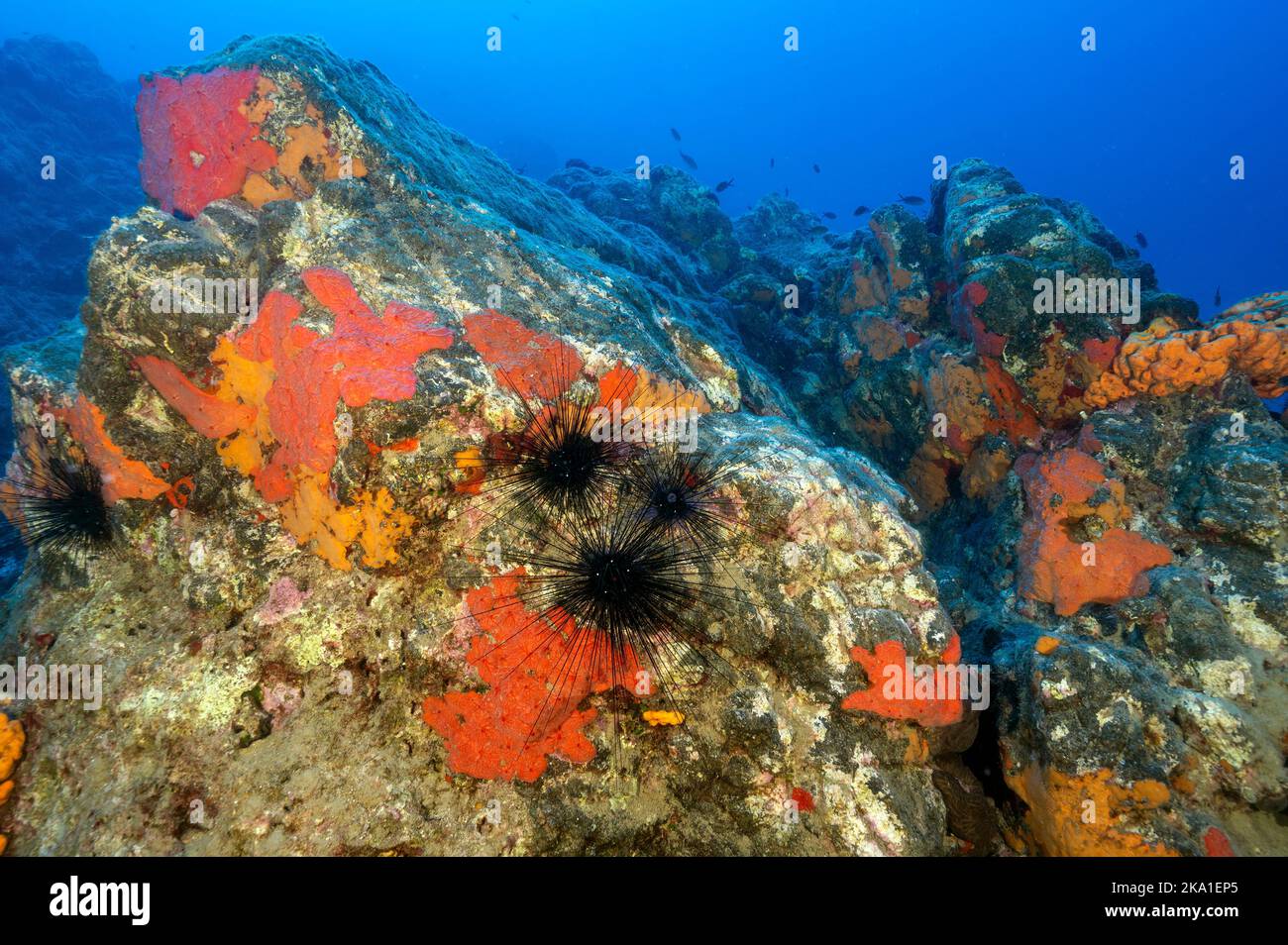 Colorful Mediterranean sponges in Gokova Bay Marine Protected Area Turkey Stock Photo