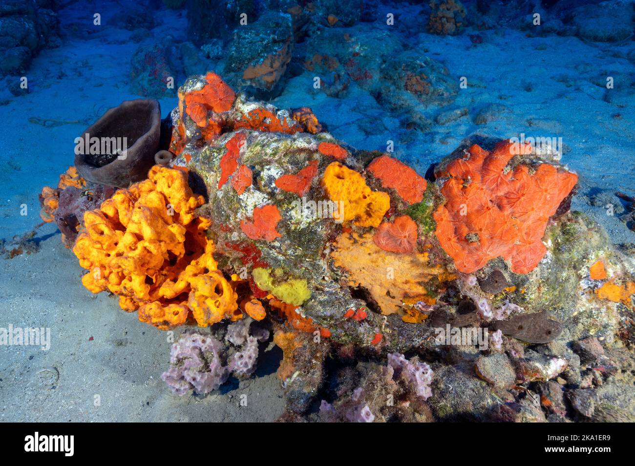 Colorful Mediterranean sponges in Gokova Bay Marine Protected Area Turkey Stock Photo