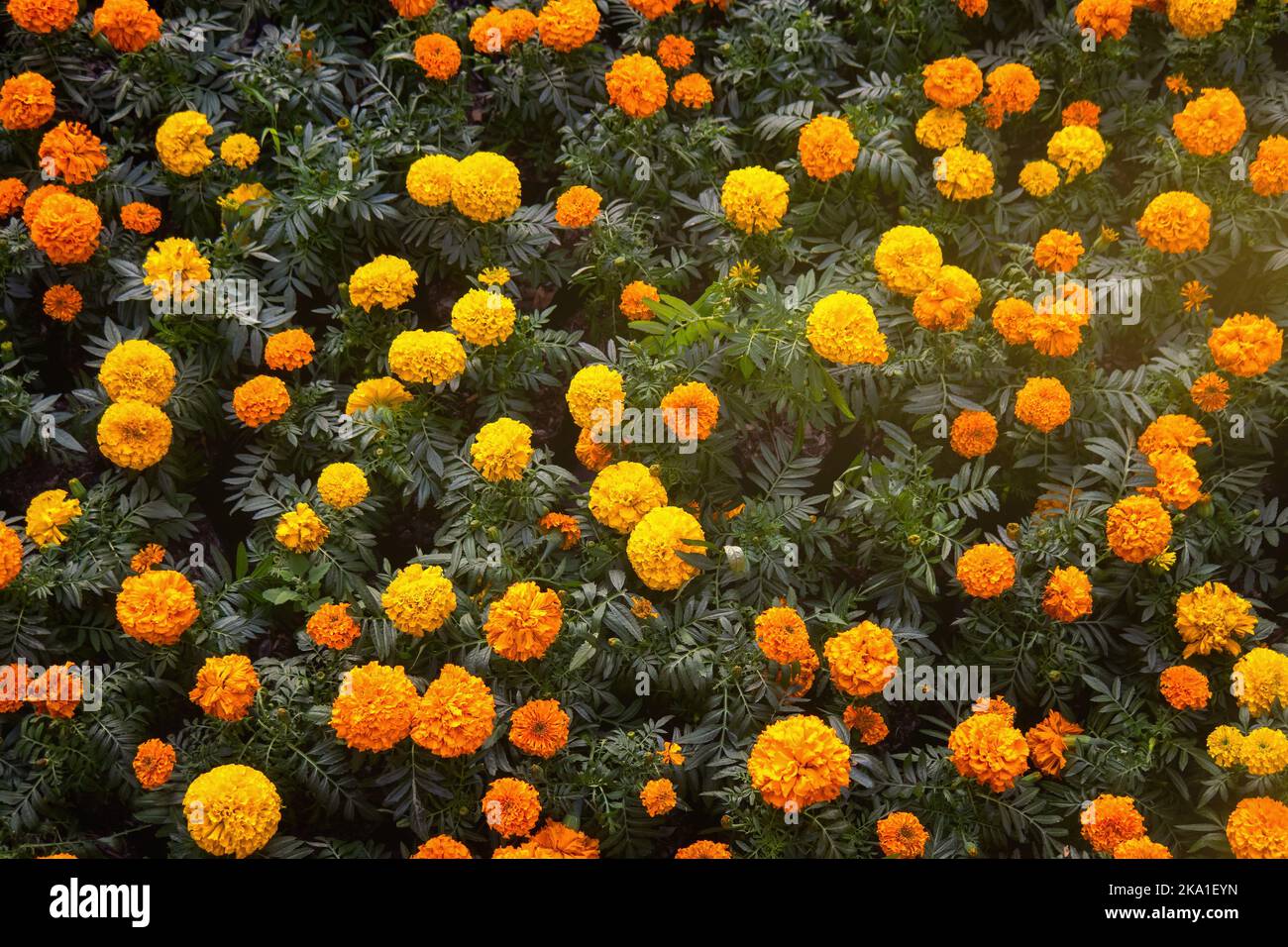 A Background texture for day of the dead in mexico with cempasuchil
