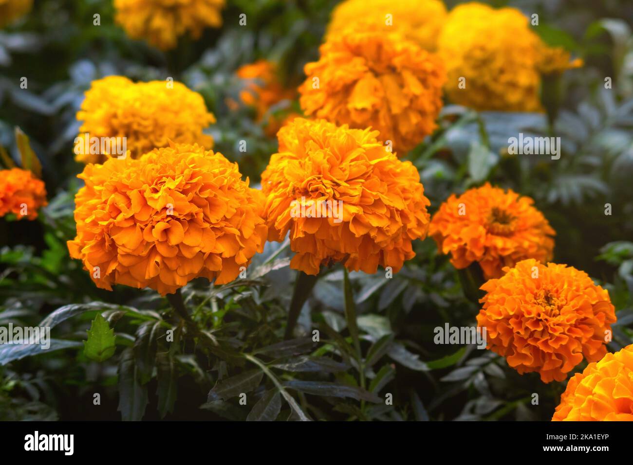 A Background texture for day of the dead in mexico with cempasuchil