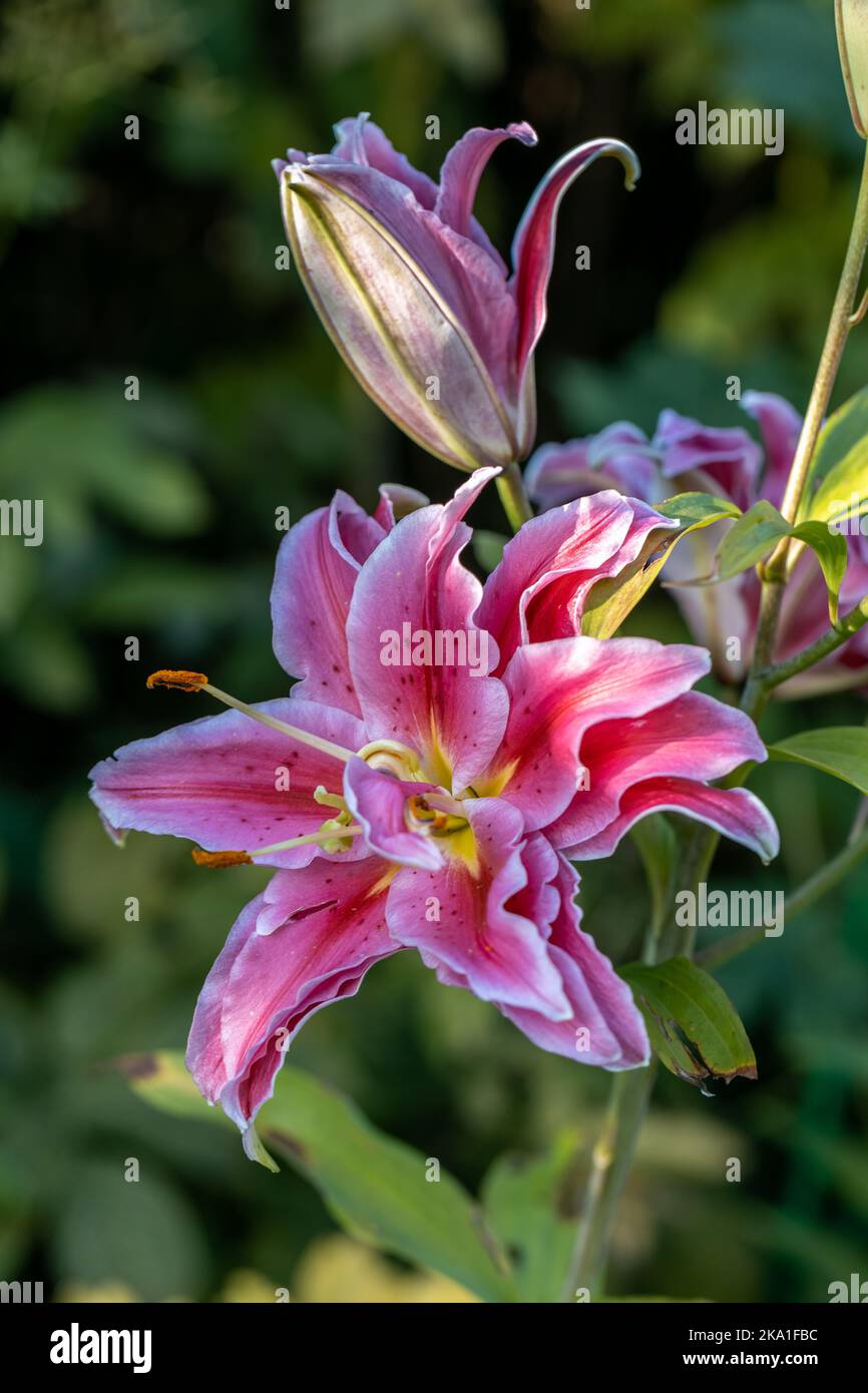 Scented pollenfree double lilies in garden with green background Stock