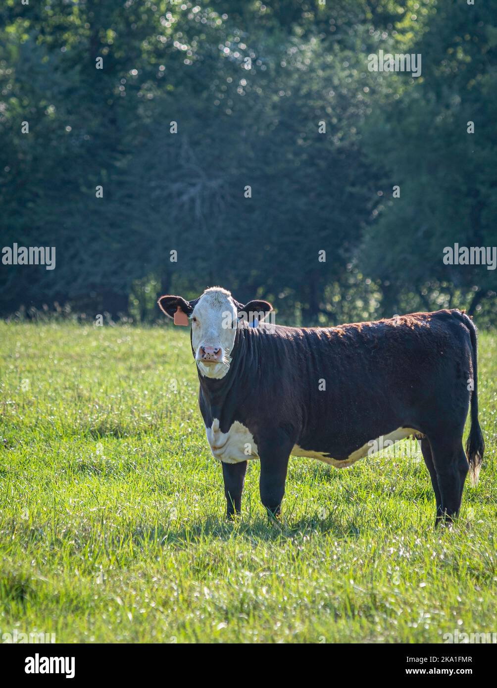 Portrait of a black baldy heifer in a lush July pasture in central Alabama blacklit in late afternoon sun. Stock Photo
