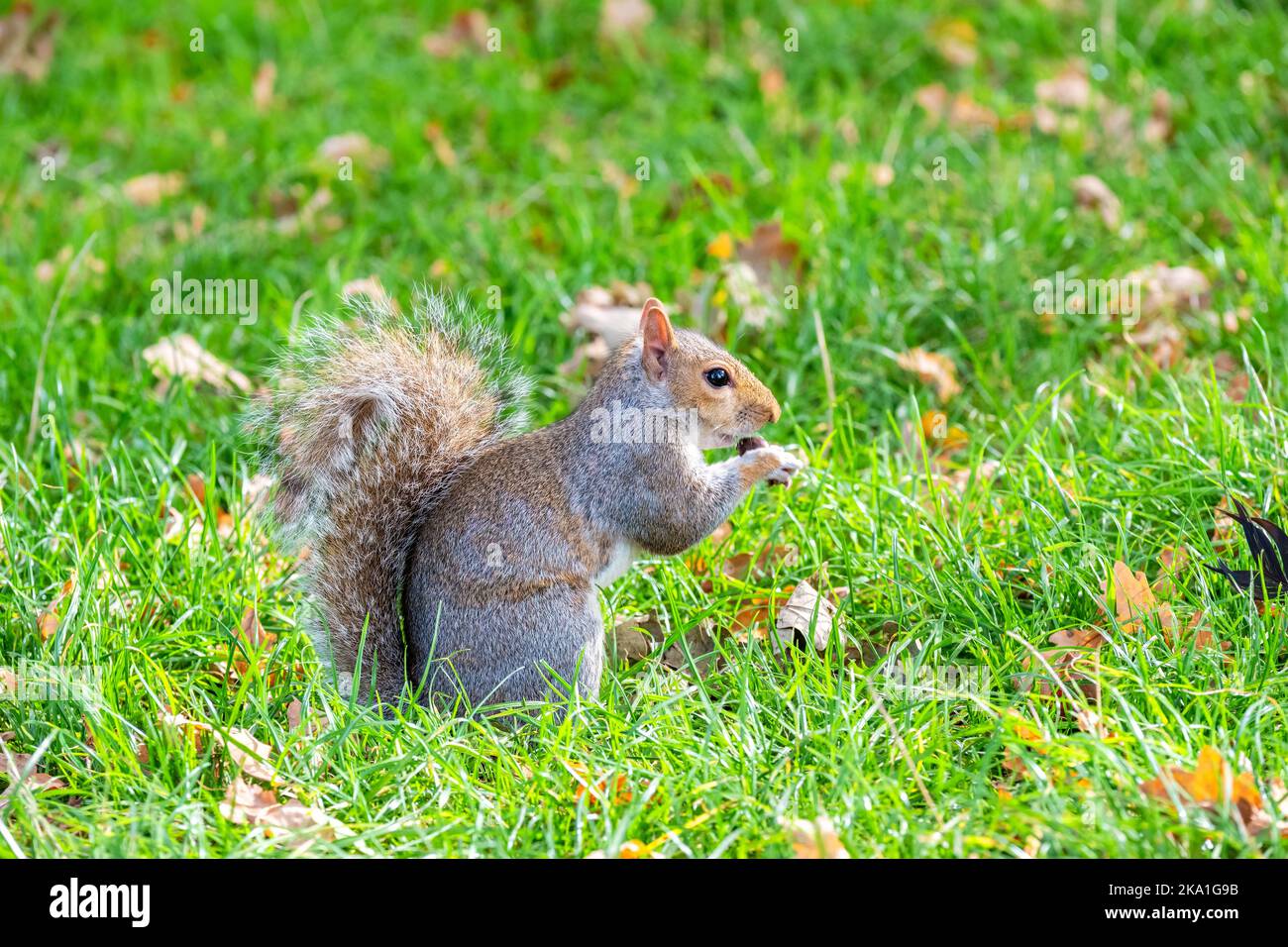 Grey squirrel sitting on a grass and eating acorn nut in Hyde Park. London, England Stock Photo