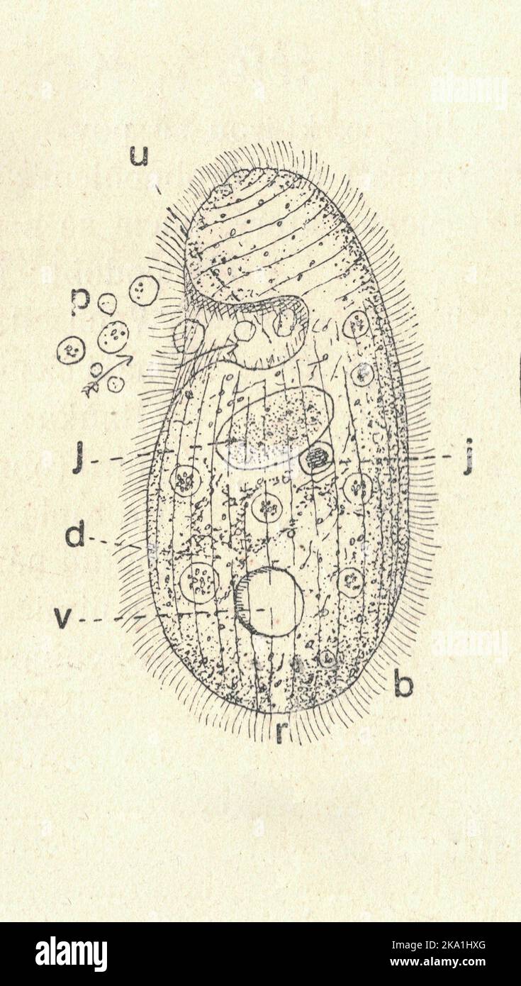 Antique engraved illustration of a Ciliate. Vintage illustration of a Ciliate. Old picture. Book illustration published 1907. The ciliates are a group of alveolates characterized by the presence of hair-like organelles called cilia, which are identical in structure to eukaryotic flagella, but are in general shorter and present in much larger numbers, with a different undulating pattern than flagella. Cilia occur in all members of the group (although the peculiar Suctoria only have them for part of their life cycle) and are variously used in swimming, crawling, attachment, feeding, and sensatio Stock Photo