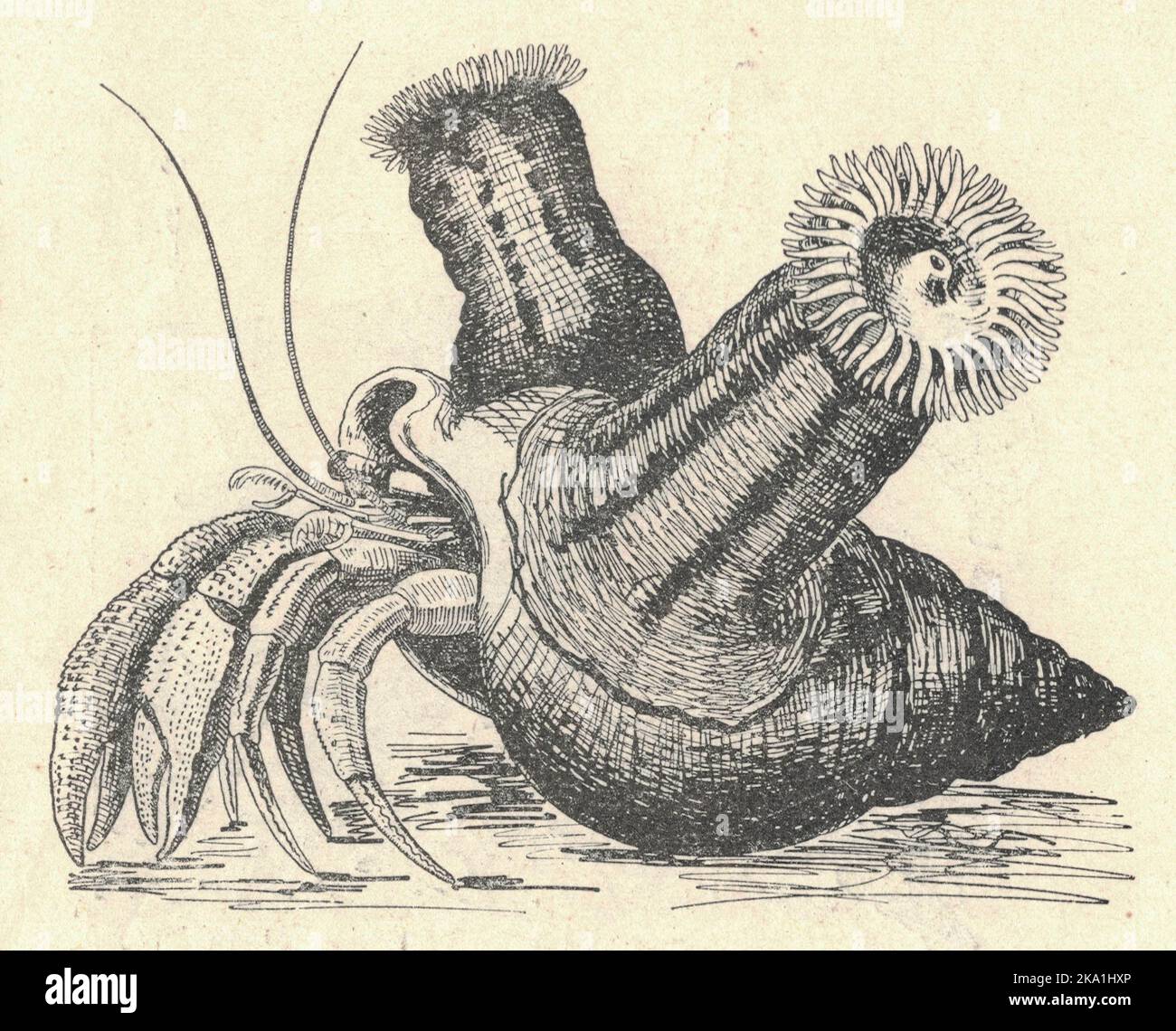 Symbiosis of a crayfish with a sea anemone. Vintage illustration of sea anemone. Old engraved picture of a sea anemone lives on shell. Book illustration published 1907. Adamsia palliata is a species of sea anemone in the family Hormathiidae. It is usually found growing on a gastropod shell inhabited by the hermit crab, Pagurus prideaux.[1] The anemone often completely envelops the shell and because of this it is commonly known as the cloak anemone or the hermit-crab anemone. Stock Photo