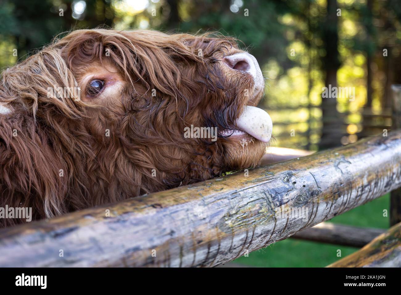 Close-up, muzzle of a bull behind a wooden partition Stock Photo - Alamy