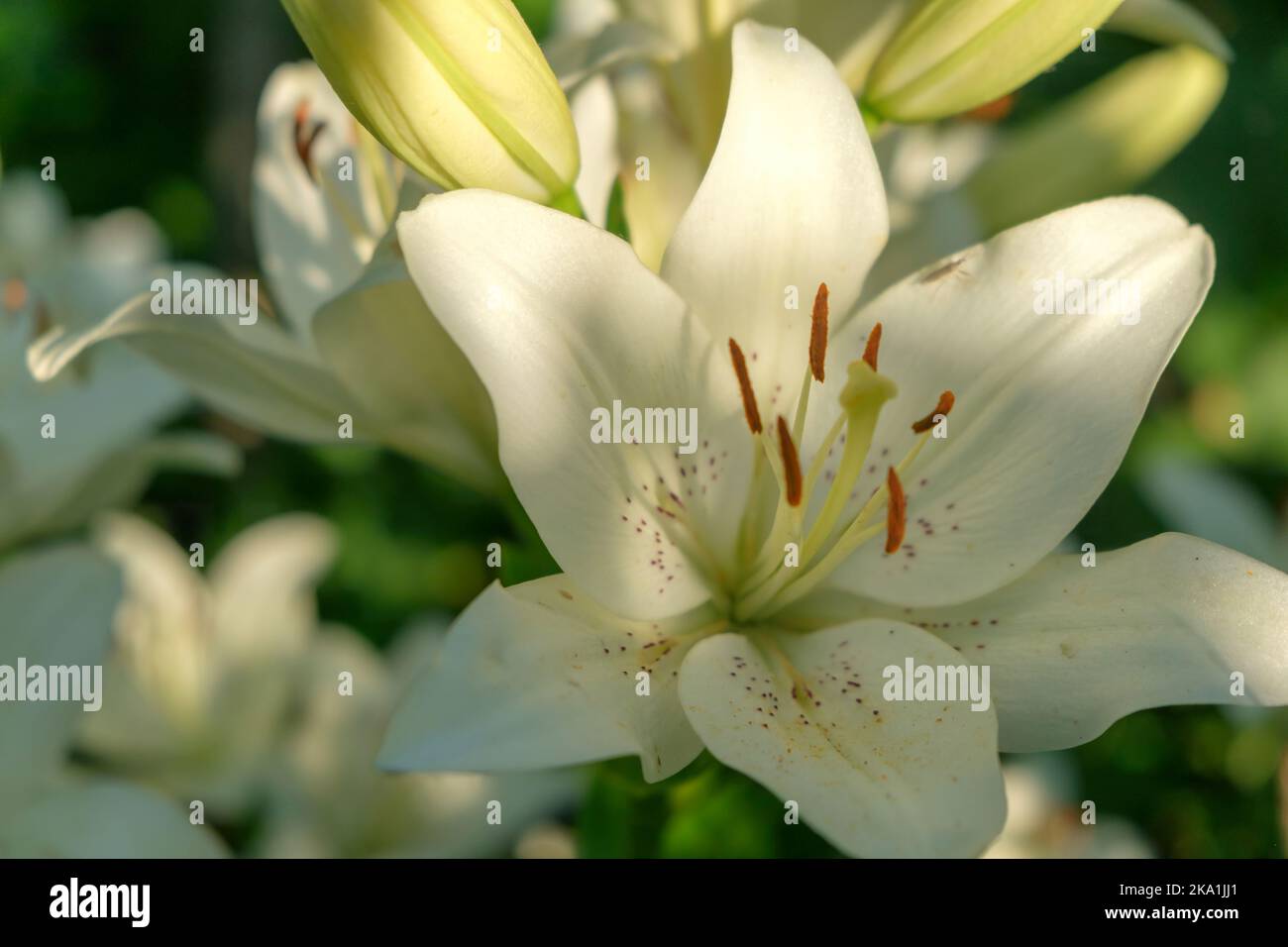 Lily at the cottage in the garden. Lily Closeup. White lilies
