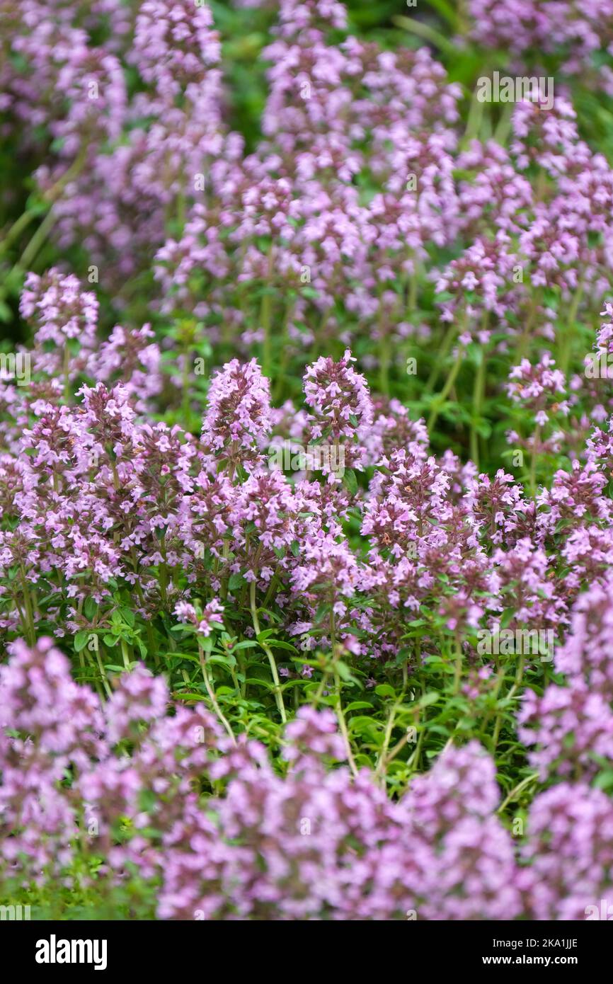 Thymus serpyllum, Breckland thyme, Breckland wild thyme, wild thyme