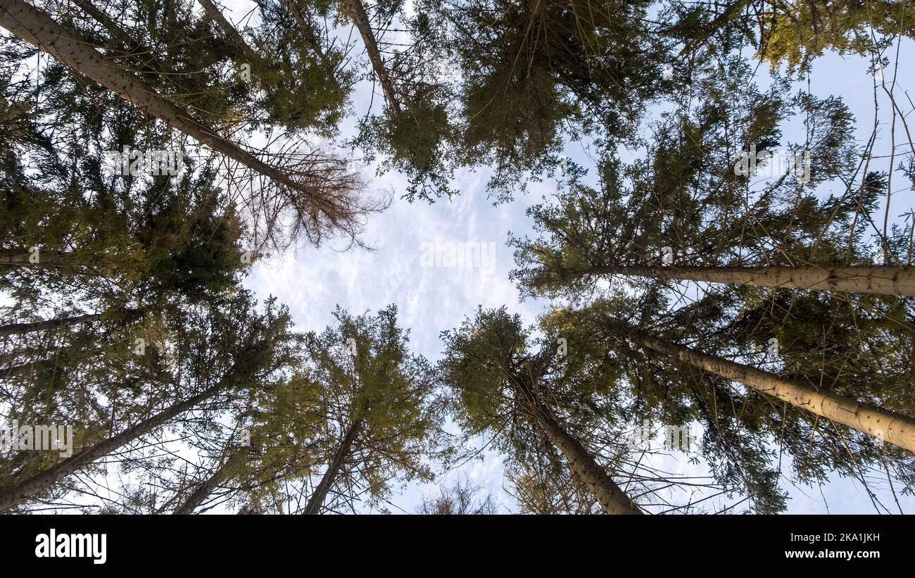Trees in the forest, bottom view, birch and poplar with thin trunks and green foliage, tree tops against the sky. Forest landscape. download image Stock Photo