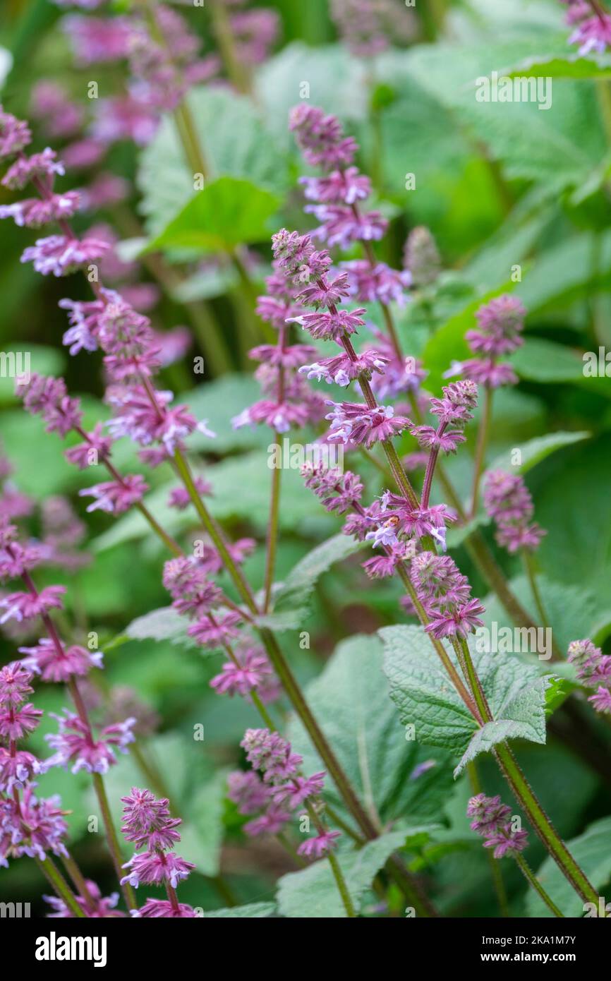 Salvia judaica, Judean Sage.Herbaceous clumping perennial, spikes of mauve flowers Stock Photo