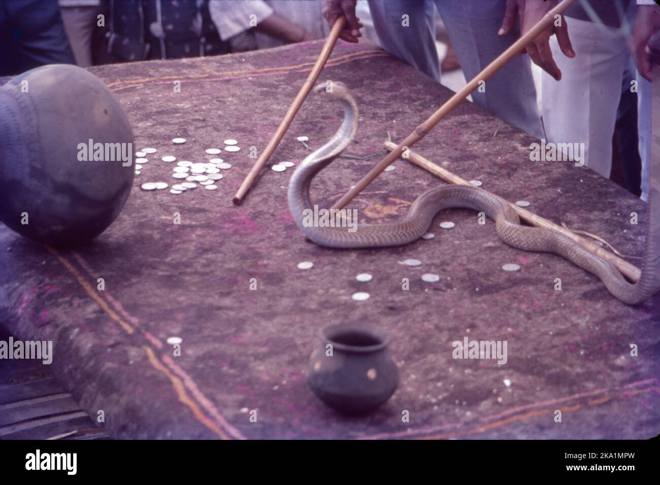 Nag Panchami Festival At Battis Shirala Village Shirala Village is in