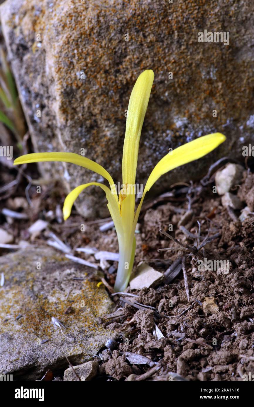Sternbergia colchiciflora, Amaryllidaceae. Wild plant shot in the fall. Stock Photo