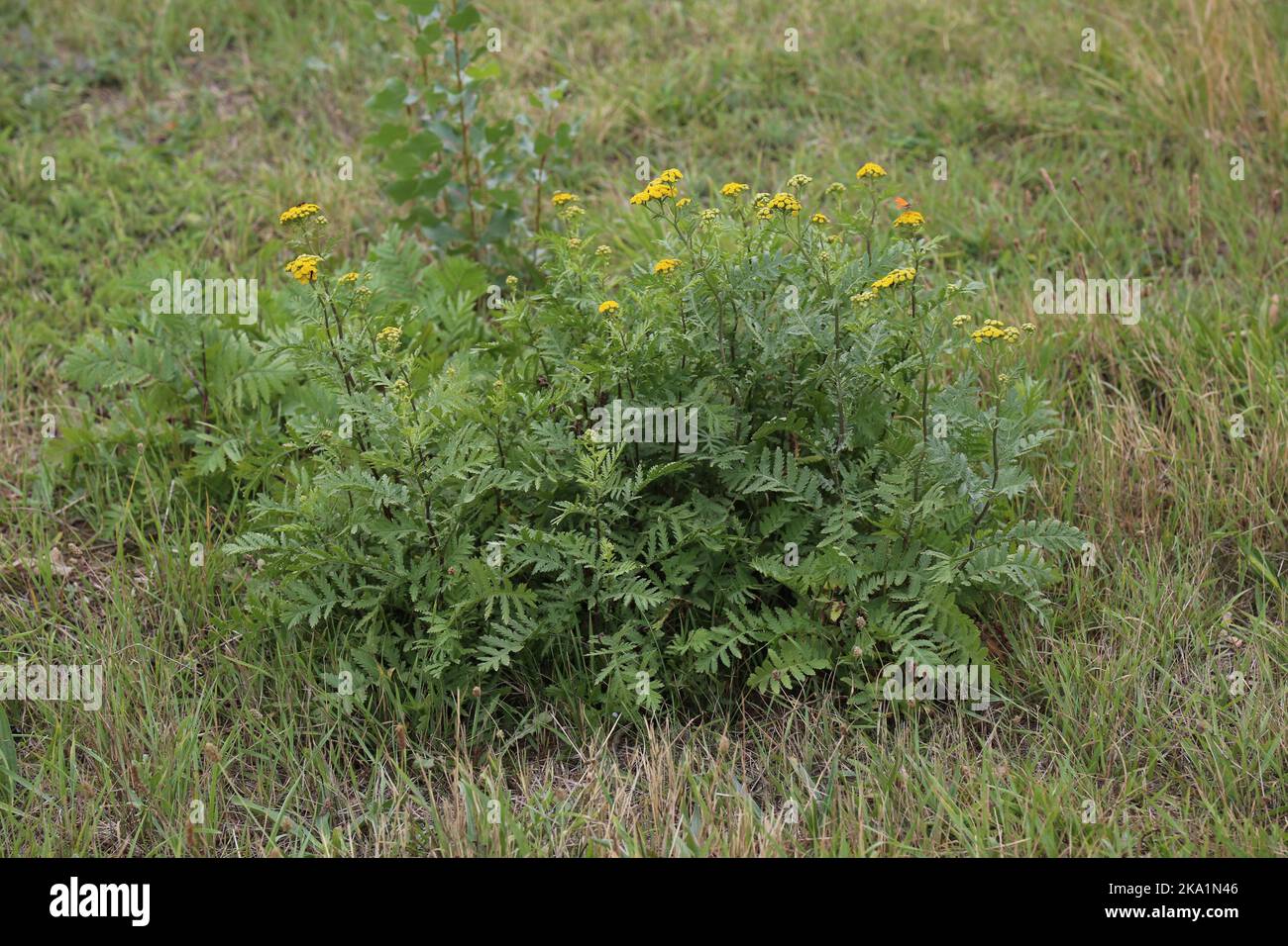 Tanacetum vulgare, Tansy, Compositae. A wild plant shot in the fall. Stock Photo
