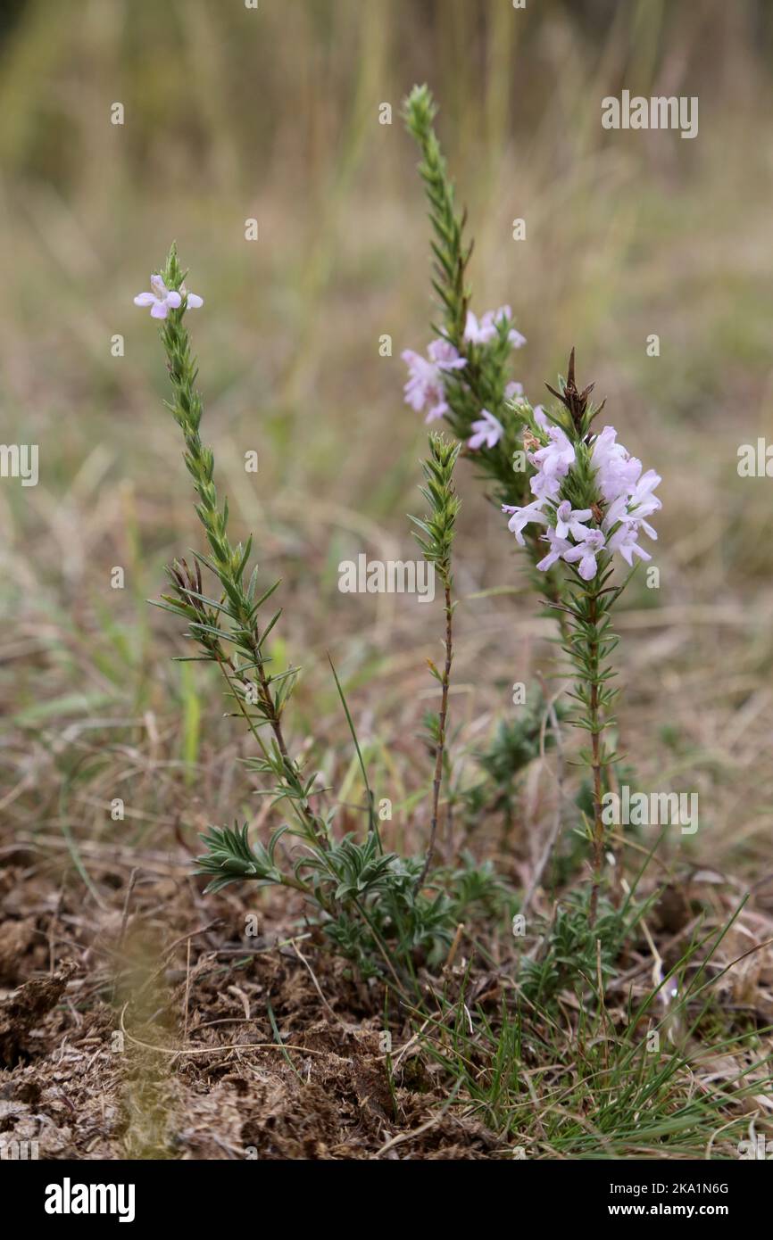 Satureja coerulea, Lamiaceae. A wild plant shot in the fall. Stock Photo