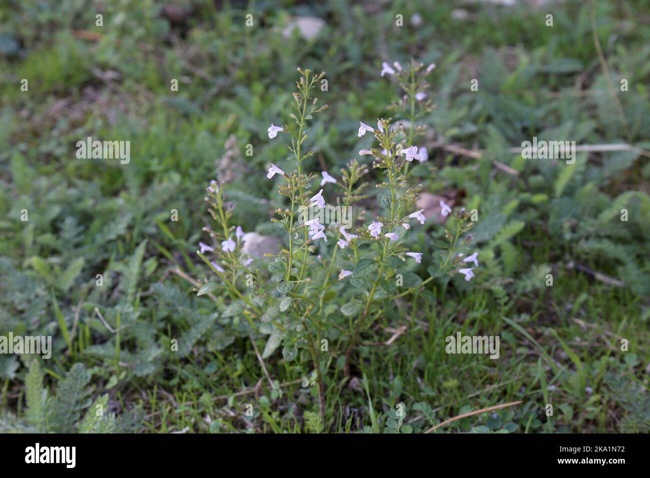 Clinopodium menthifolium subsp. menthifolium, Calamintha sylvatica, Wood Calamint, Lamiaceae. A wild plant shot in the fall. Stock Photo