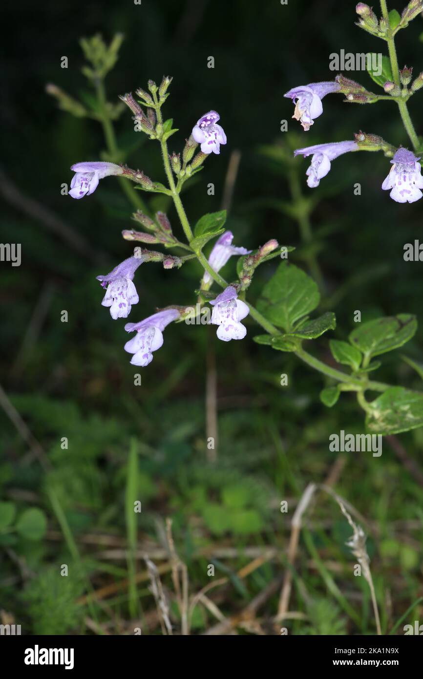 Clinopodium menthifolium subsp. menthifolium, Calamintha sylvatica, Wood Calamint, Lamiaceae. A wild plant shot in the fall. Stock Photo