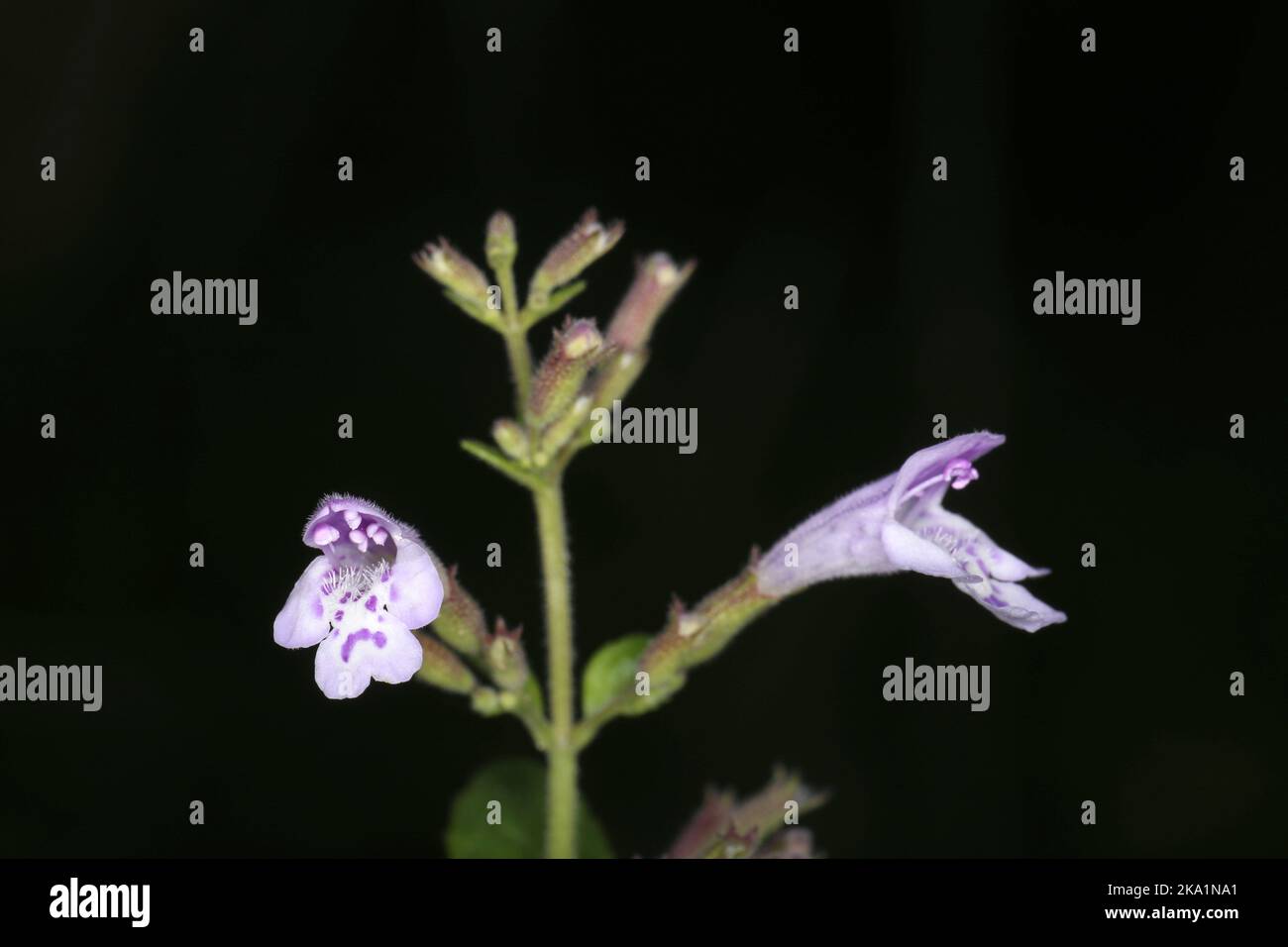 Clinopodium menthifolium subsp. menthifolium, Calamintha sylvatica, Wood Calamint, Lamiaceae. A wild plant shot in the fall. Stock Photo