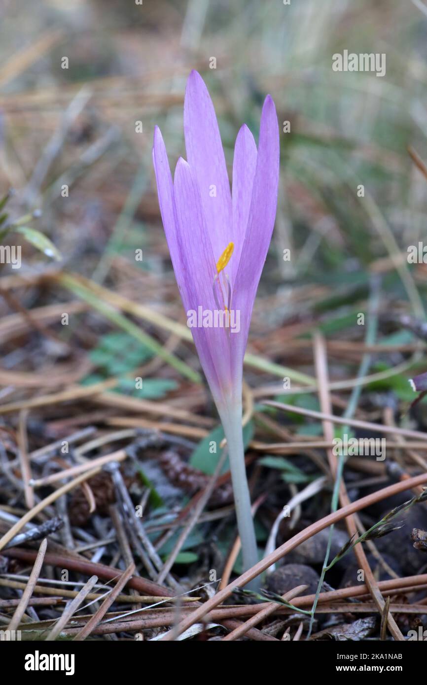 Colchicum turcicum, Colchicaceae. A wild plant shot in the fall. Stock Photo
