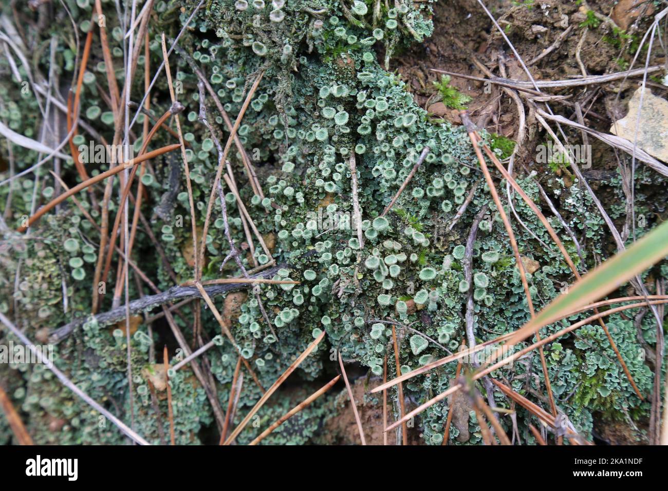 Cladonia fimbriata, The trumpet cup lichen, Cladoniaceae. A wild plant shot in the fall. Stock Photo