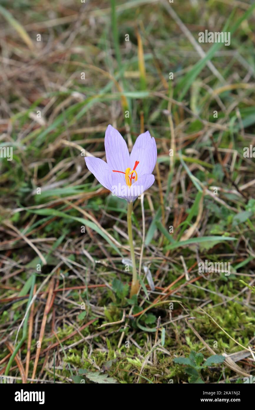 Crocus pallasii, Iridaceae. A wild plant shot in the fall. Stock Photo