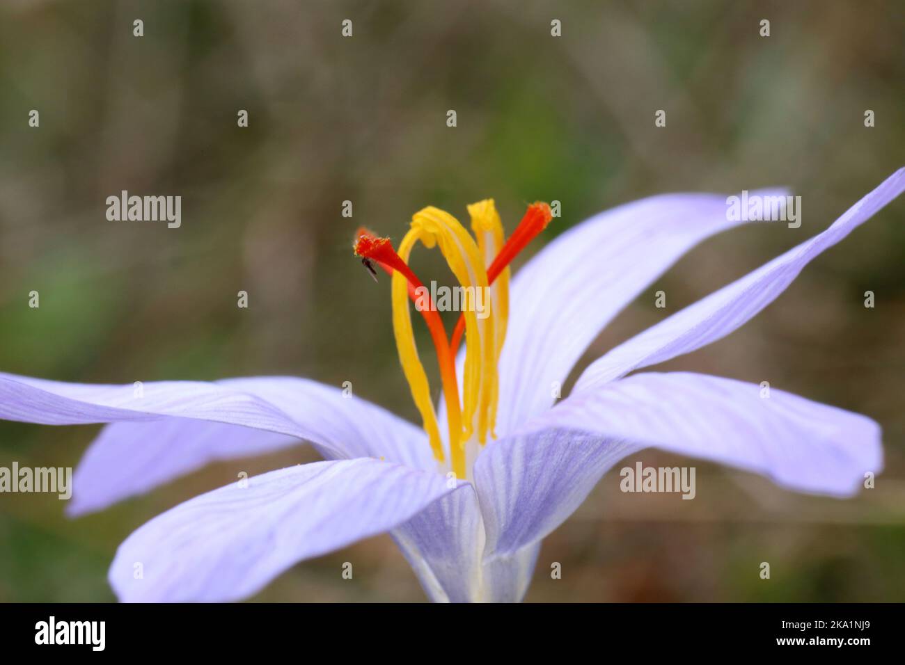 Crocus pallasii, Iridaceae. A wild plant shot in the fall. Stock Photo