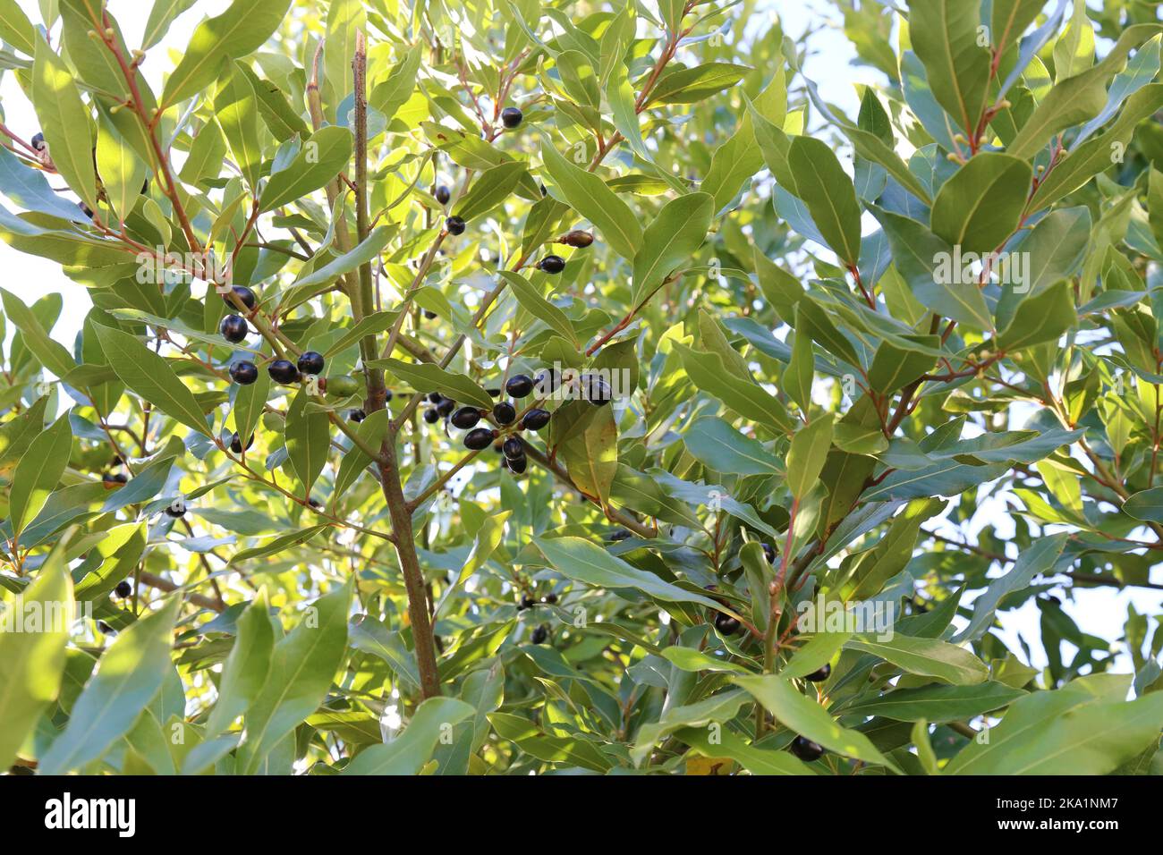 Laurus nobilis, Bay laurel, Lauraceae. A wild plant shot in the fall. Stock Photo