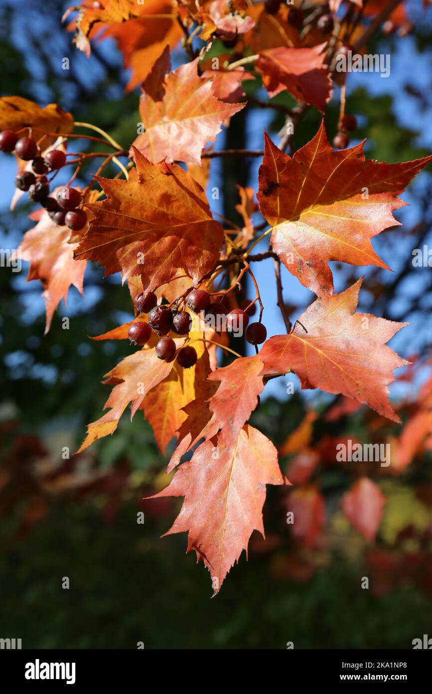 Sorbus torminalis, Wild Service Tree, Rosaceae. A wild plant shot in the fall. Stock Photo