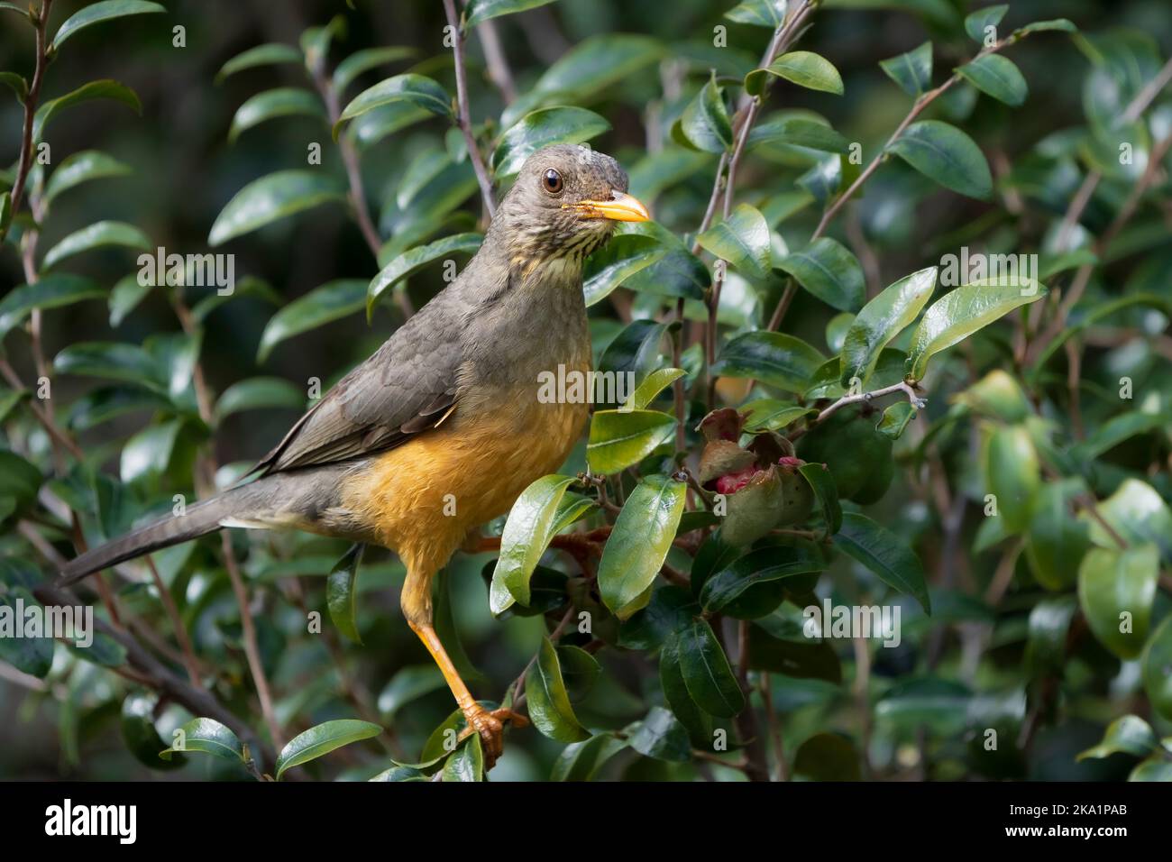 Olive thrush (Turdus olivaceus). Cape Town, Western Cape, South Africa. Stock Photo