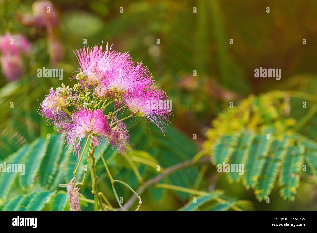 Mimosa or Persian silk tree (Albizia julibrissin) in bloom with beautiful pink flowers, selective focus Stock Photo