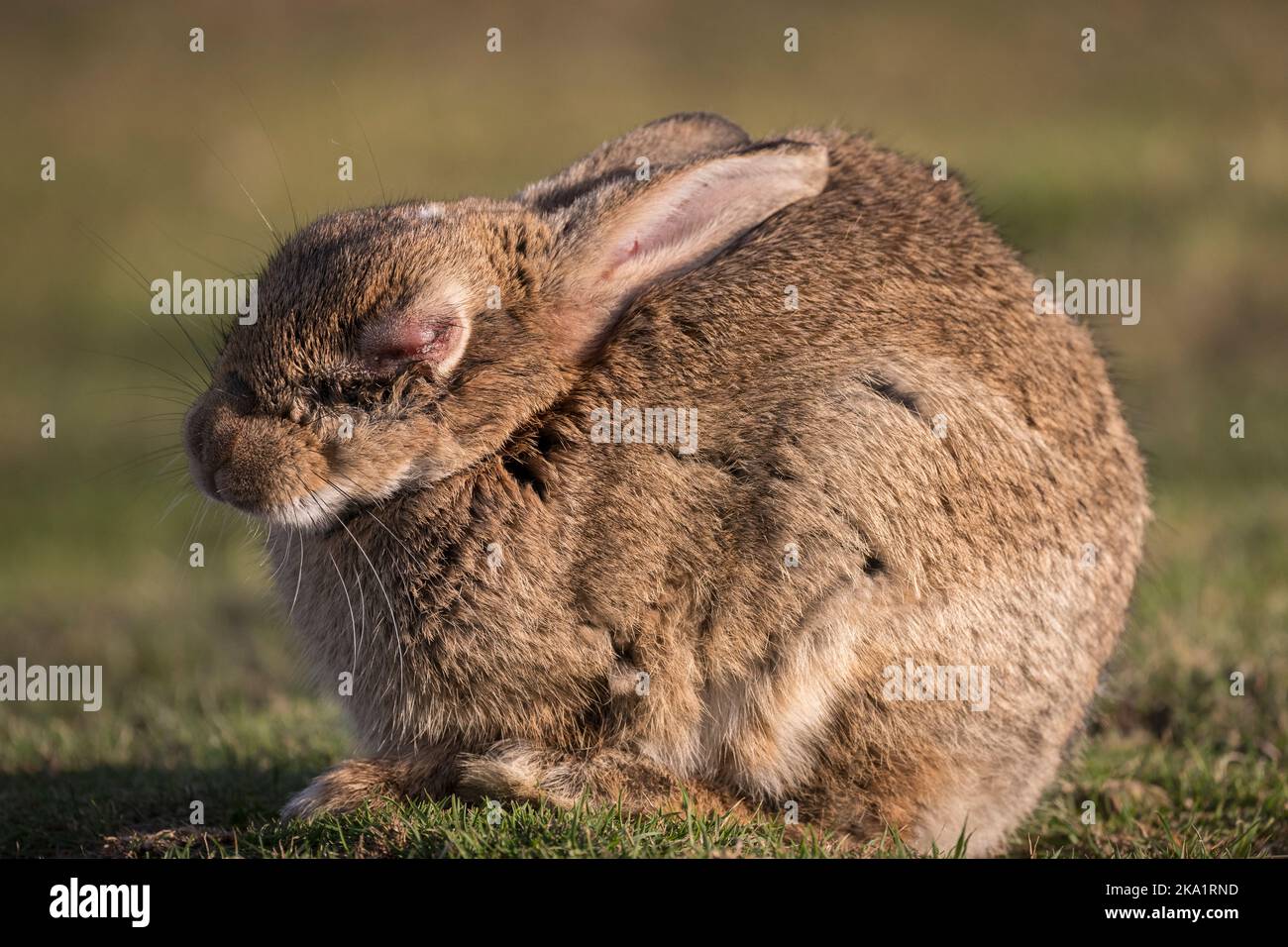 A wild rabbit with Myxomatosis in Westerdale, The North Yorkshire Moors National Park, England Stock Photo