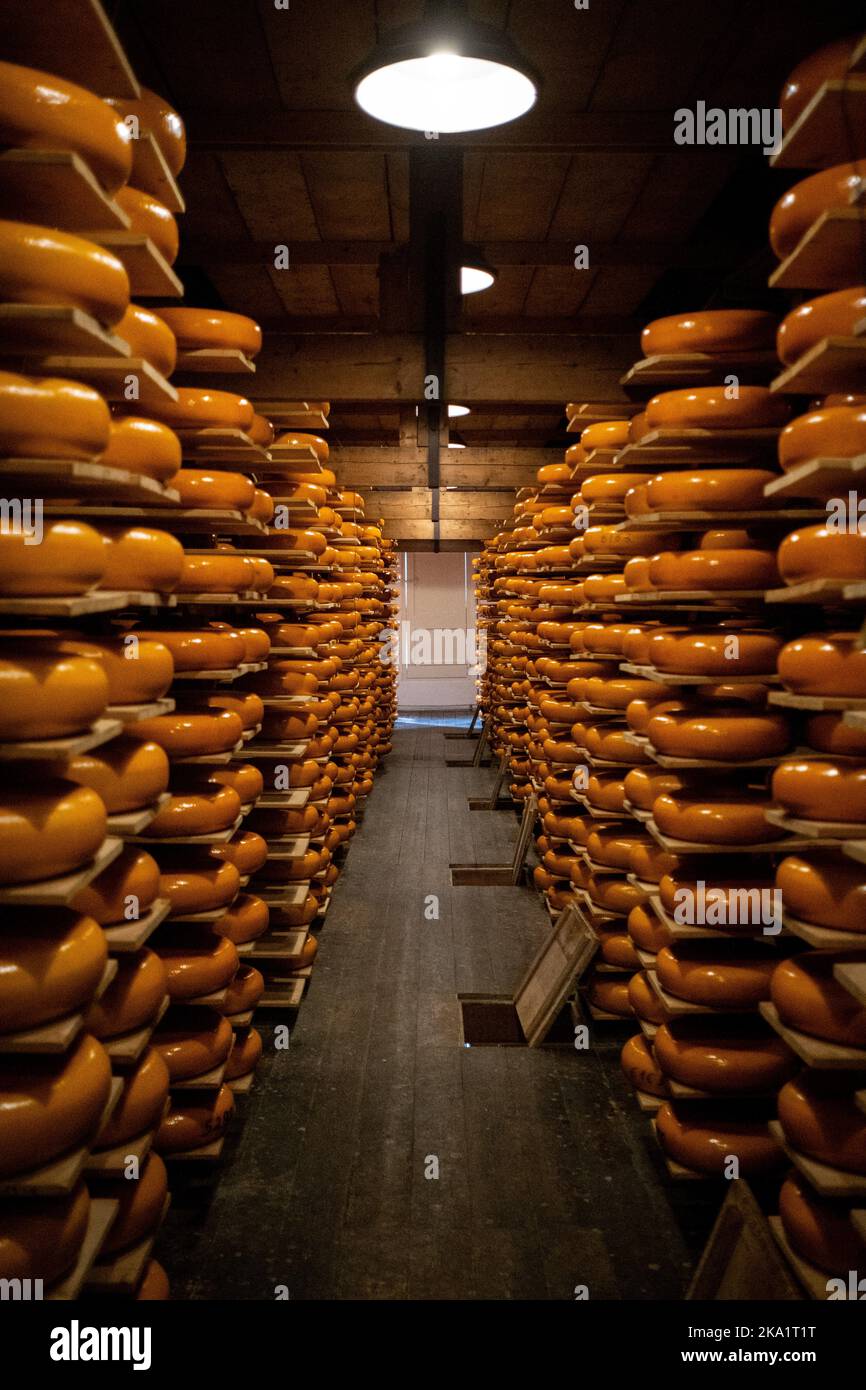 The Netherlands, Woerden on 2020-07-02. A grastronomic report on Dutch cheese through the historical cheese factory of the Reypaner company. Here in t Stock Photo