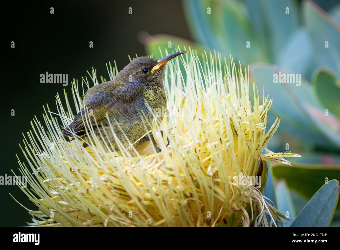 Orange-breasted sunbird (Anthobaphes violacea) chick peched in a pincushion flower. Betty's Bay. Whale Coast. Overberg. Western Cape. South Africa. Stock Photo
