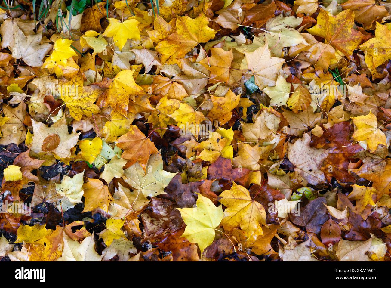Woodland texture hi-res stock photography and images - Alamy