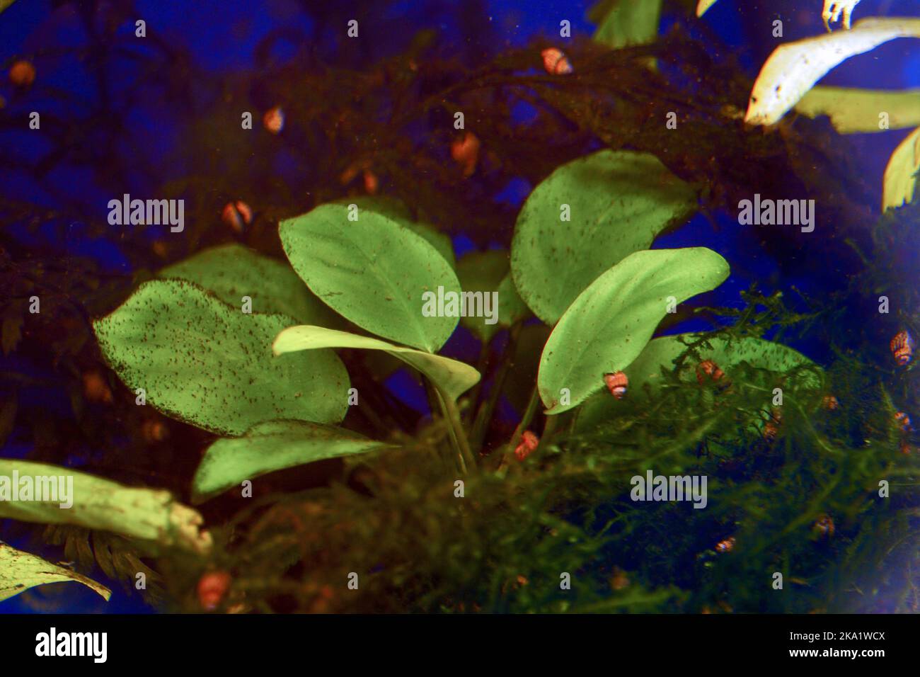 Aquarium plant anubias with Compsopogon dots on the leaves. Soft focus Stock Photo