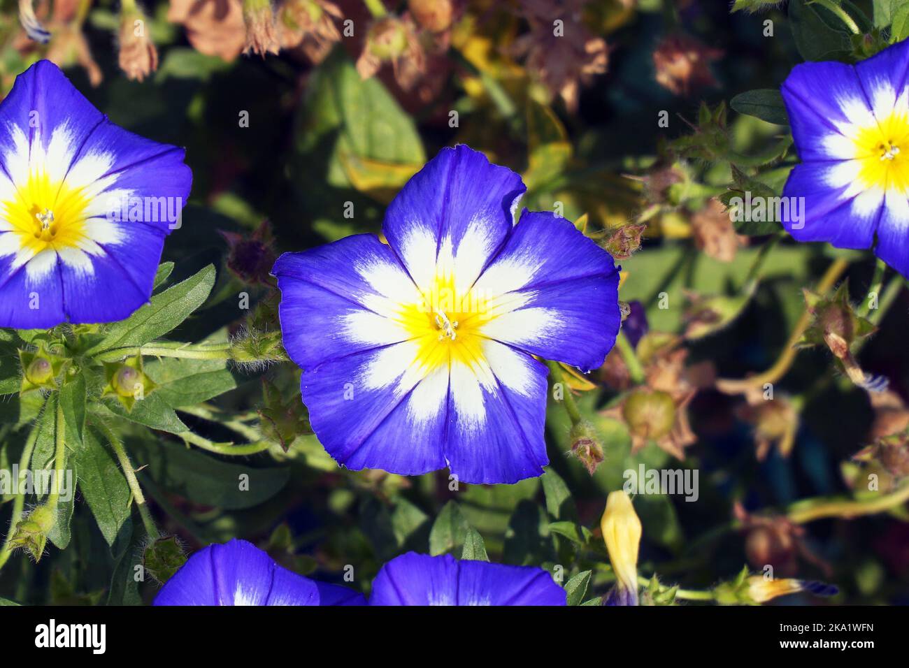 Blue flower morning glory or bindweed on the lawn in the flower garden. Convolvulus Tricolor Stock Photo