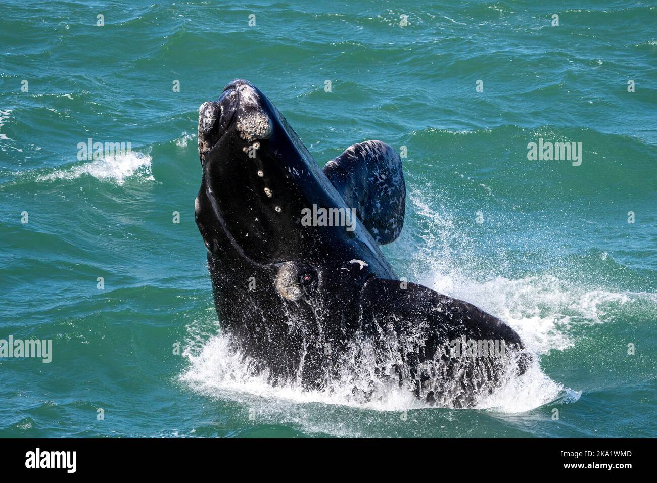 Southern right whale (Eubalaena australis) calf breaching showing callosities. Hermanus, Whale Coast, Overberg, Western Cape, South Africa. Stock Photo