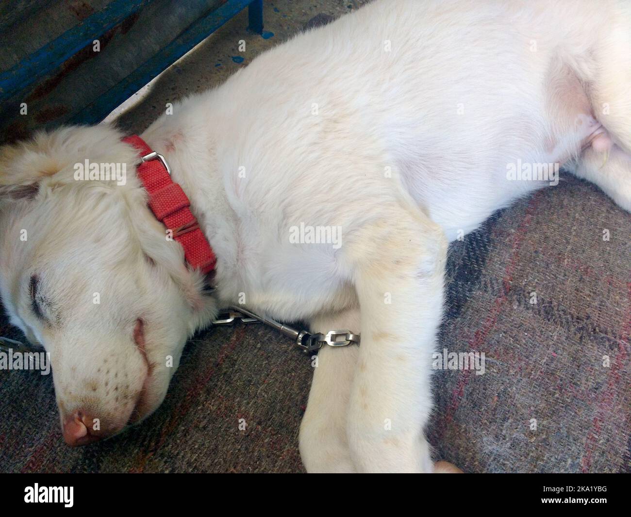 A white himalayan shepherd puppy sleeping with a red collar around its