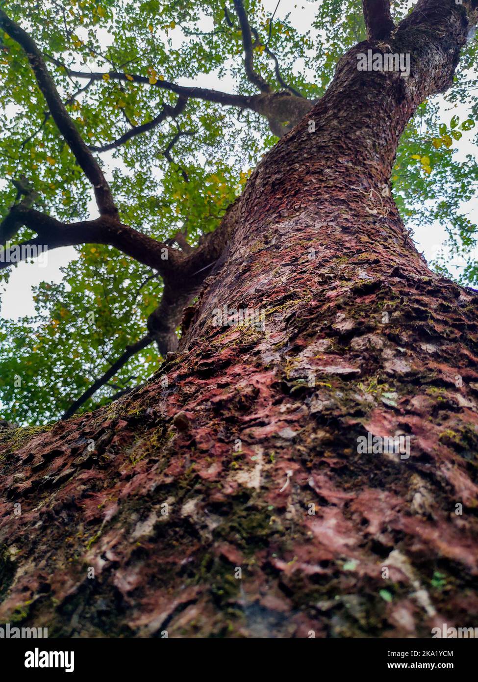 An upward shot of a big Neem tree. Textured bark. Uttarakhand India. Stock Photo