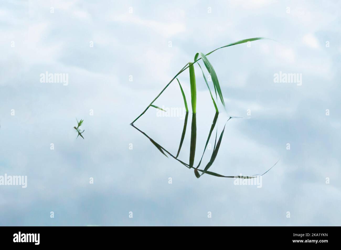 A reflection of the grass in the water has a shape of a butterfly fish, Russia Stock Photo