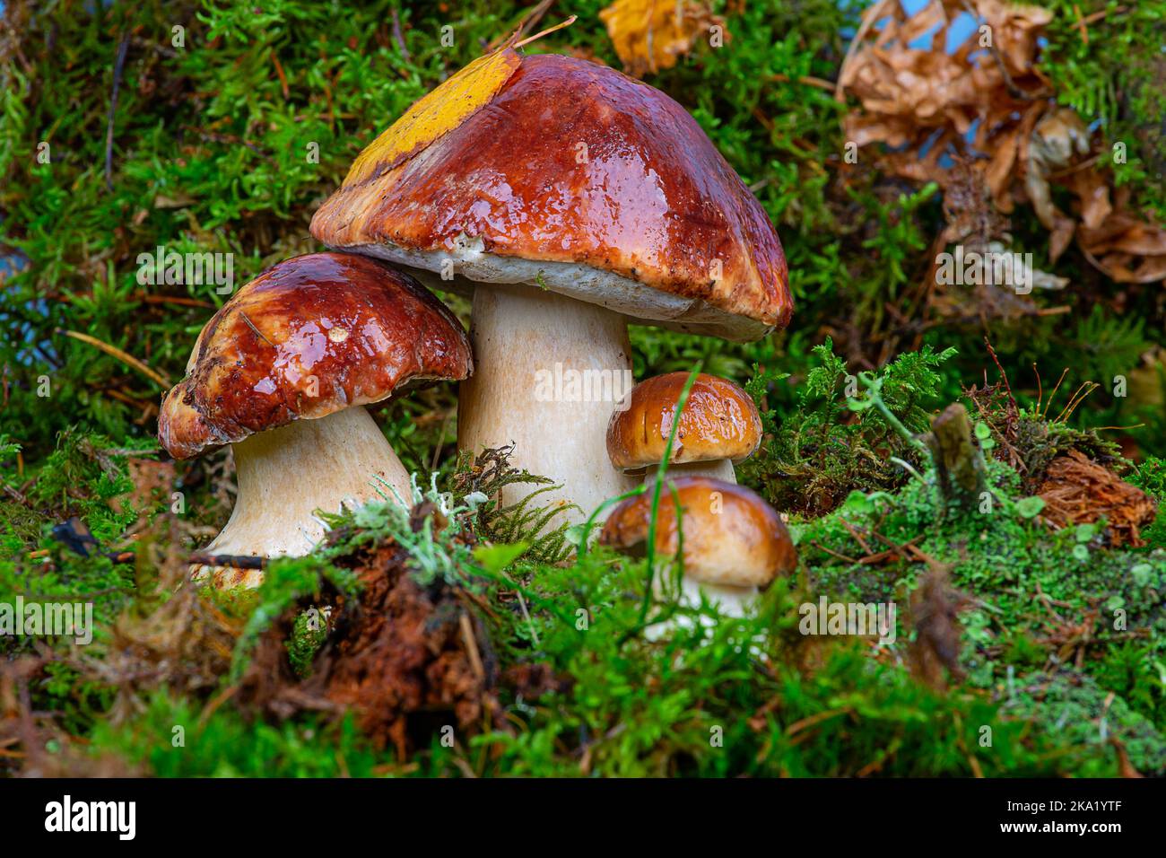 Boletus edulis. Boletus in the forest. A family of porcini mushrooms in green moss close-up Stock Photo