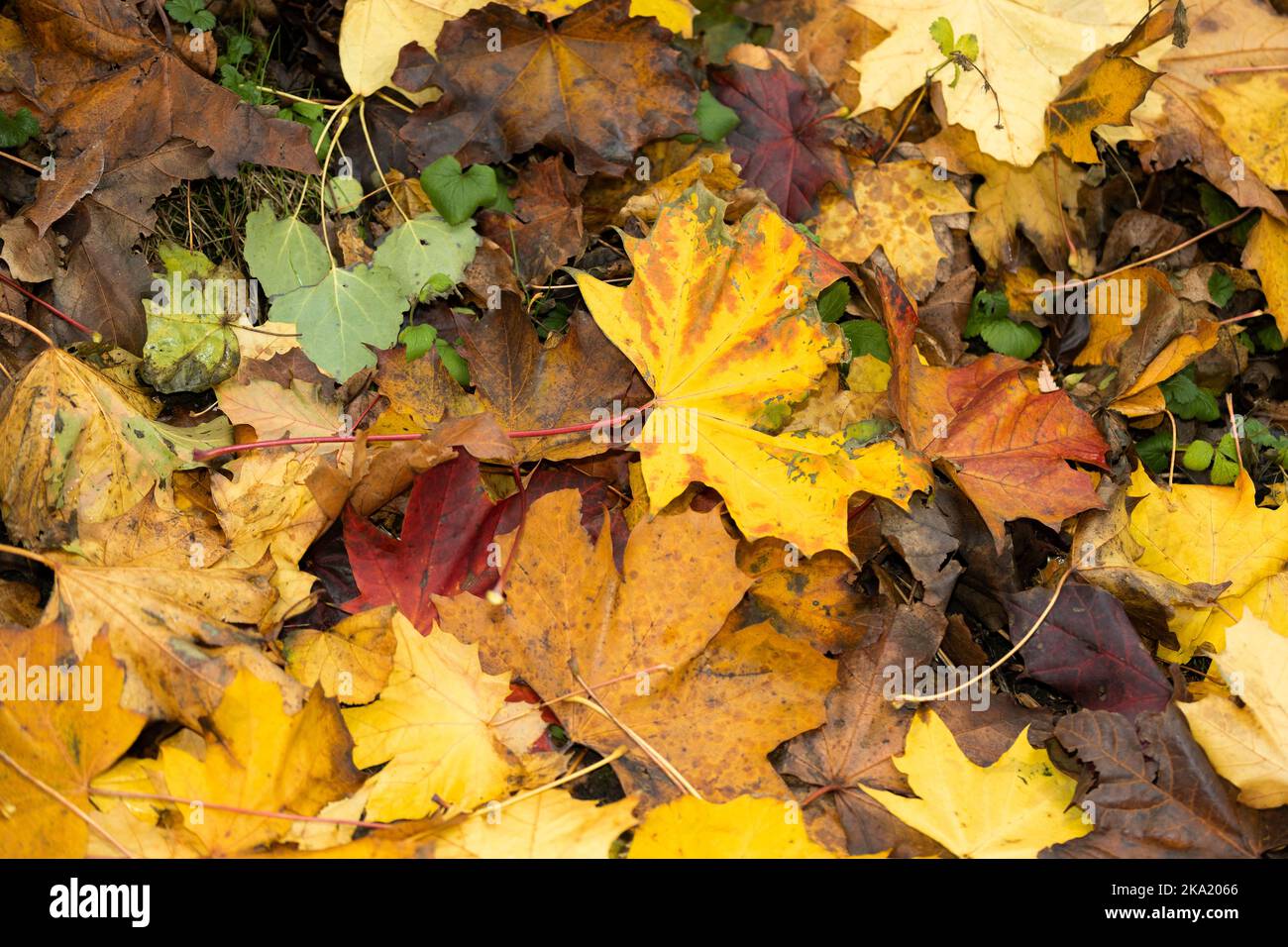 The process is called photosynthesis hires stock photography and