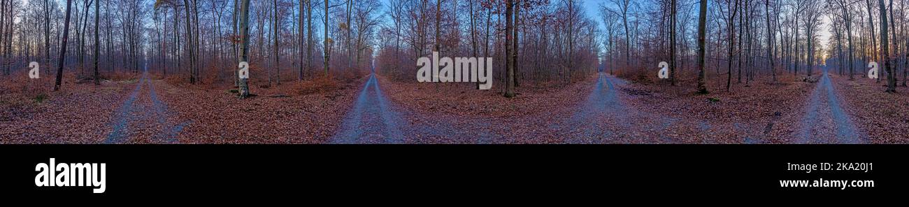 Different paths in forest hi-res stock photography and images - Alamy