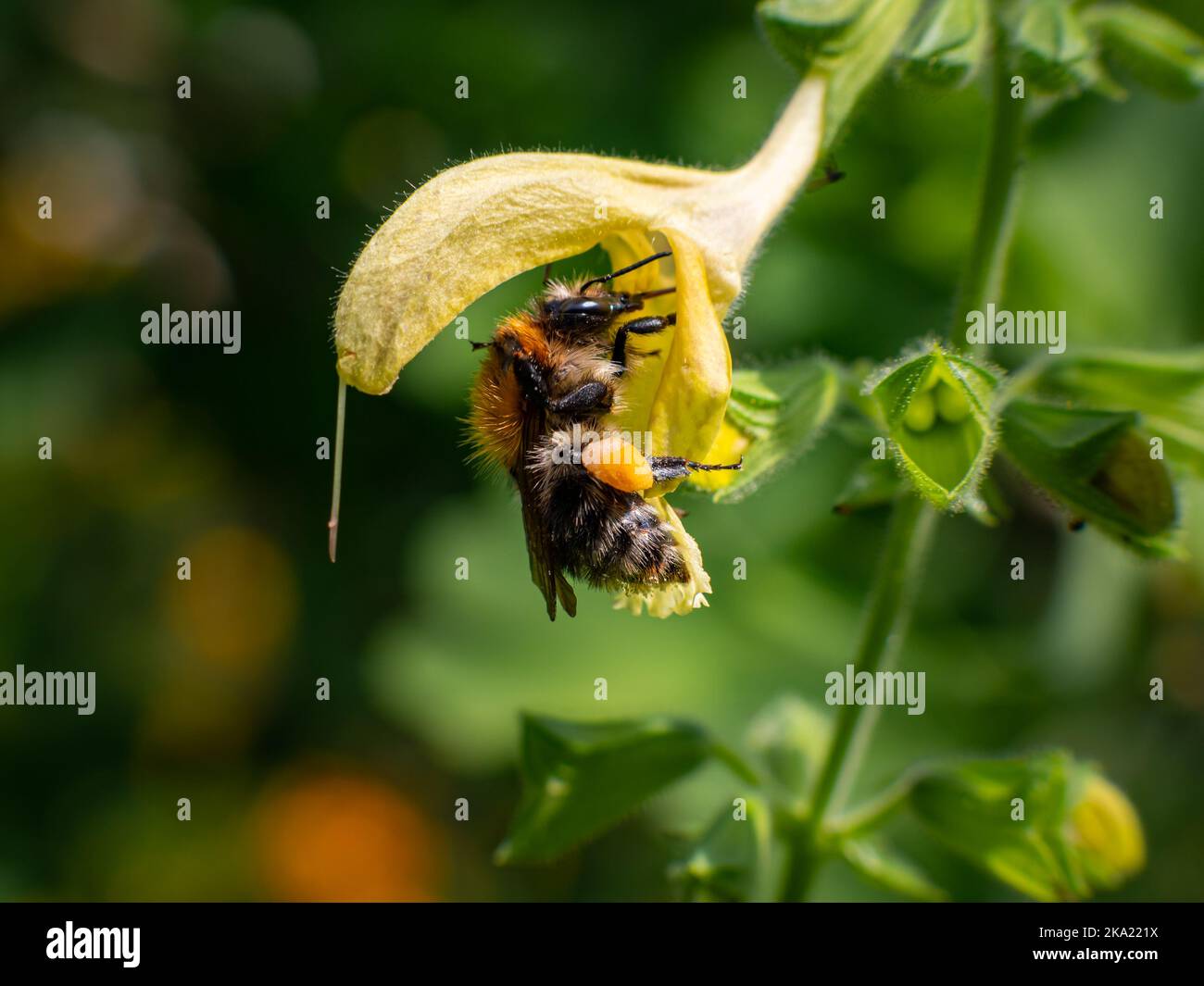 Bee in a flower with pollen on the legs. The insect is in a yellow blossom. Close-up of the wild insect in a German garden. Fine details are visible. Stock Photo