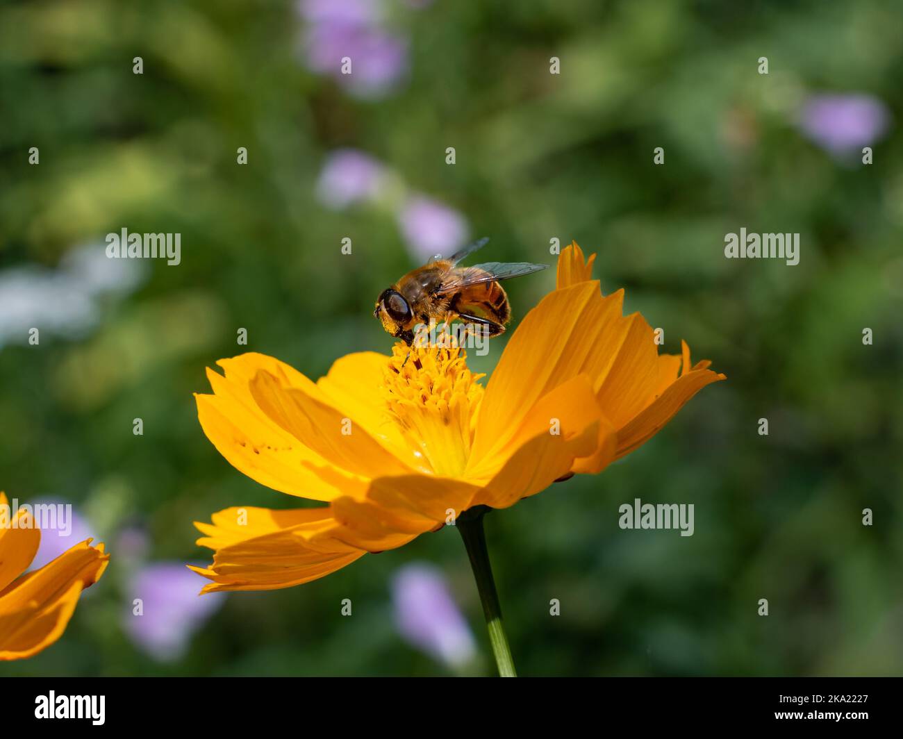 Hoverfly sitting on a yellow blossom. The insect is eating nectar out of a flower. Close-up of a wild animal in a natural environment. Stock Photo