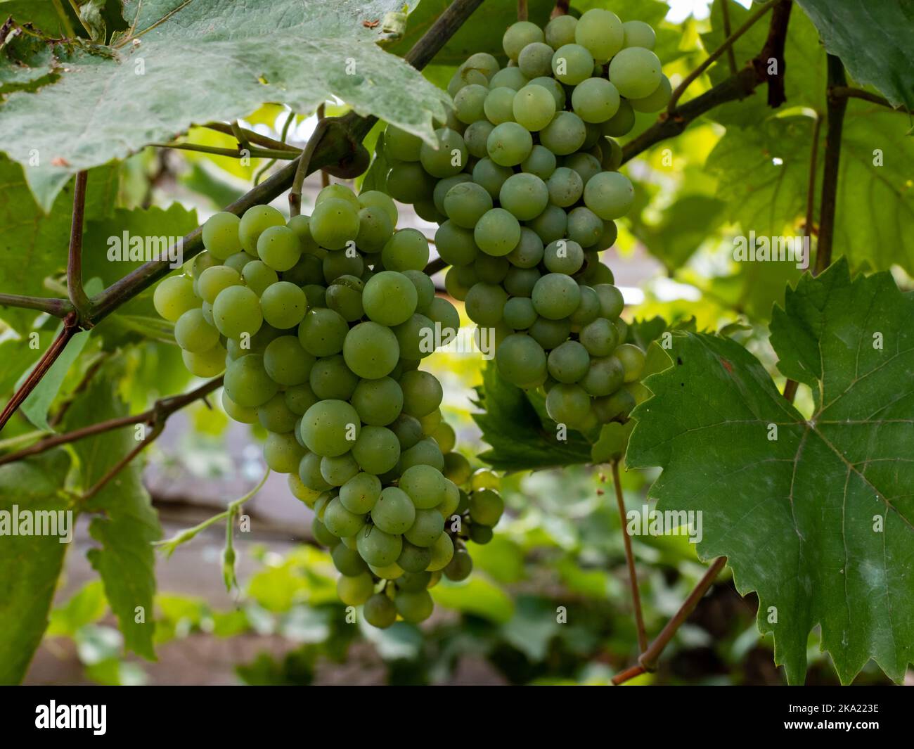 Green grapes are hanging on vines. Ripe sweet fruits cultivated in a German garden. Natural food in organic quality is growing during summer. Stock Photo