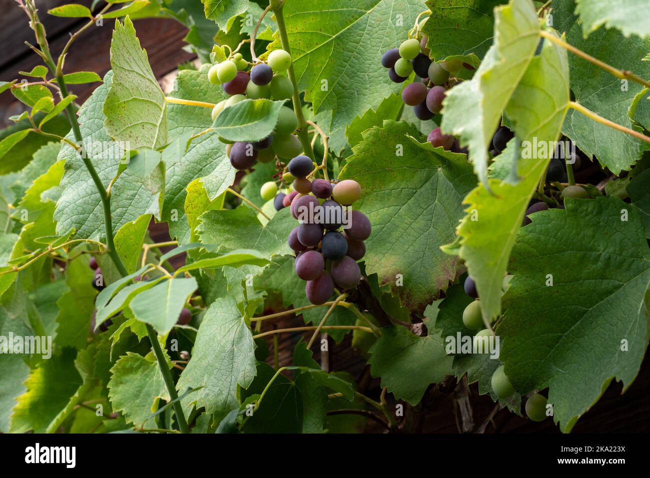 Red grapes are hanging on vines. Ripe sweet fruits cultivated in a German garden. Natural food in organic quality is growing during the summer season. Stock Photo